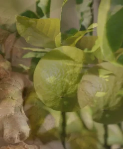 Dr. Vranjes Firenze Raumduft|Diffuser Ginger Lime