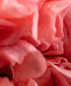 Dr. Vranjes Firenze Raumduft|Diffuser Rosa Tabacco