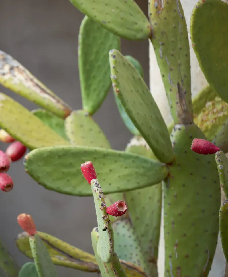 u00c9litis Teppiche|Outdoor Teppich Mirador