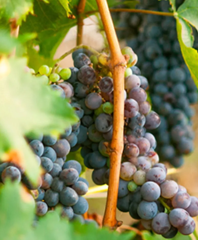 Dr. Vranjes Firenze Raumduft|Refill Nachfüller für Diffuser