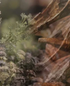 Dr. Vranjes Firenze Raumduft|Refill Nachfüller für Diffuser