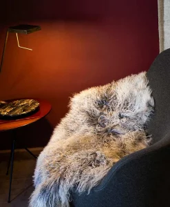 Skinnwille Teppiche|Decken Und Plaids|Schaffell Shansi aus Tibet