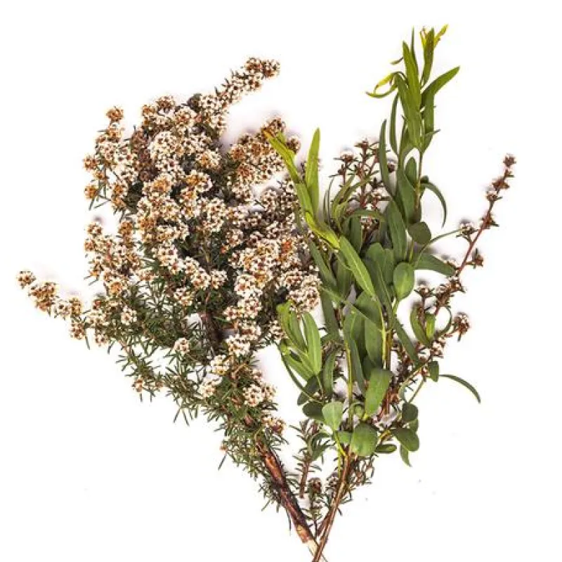 BONDI WASH Sauna Und Wellness|Raumduft|Ätherisches Öl - ESSENTIAL OIL