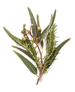 BONDI WASH Sauna Und Wellness|Raumduft|Ätherisches Öl - ESSENTIAL OIL