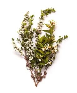 BONDI WASH Raumduft|Ätherisches Öl - ESSENTIAL OIL